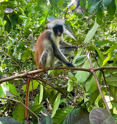 Aapje in de bomen op Zanzibar bij Tanzania